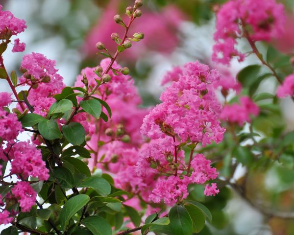 Crepe Myrtle Removal in Rockledge