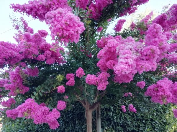 Crape Myrtle Pruning in Rockledge