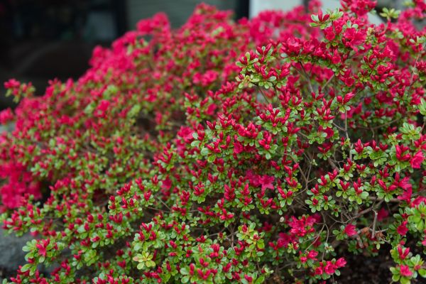 Weigela Removal Service in Rockledge