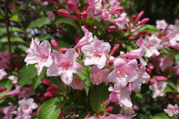Weigela Pruning Service in Rockledge