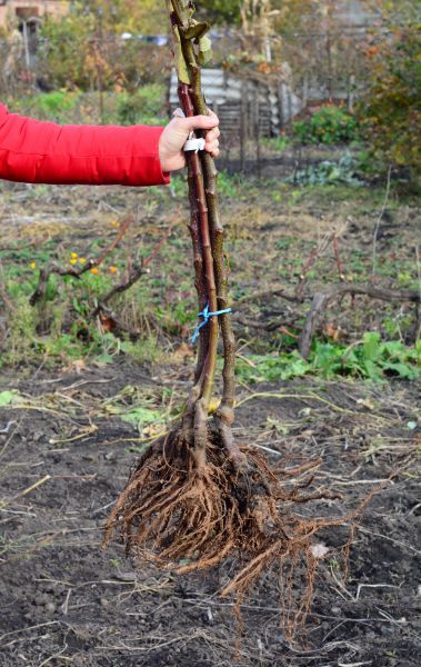 Shrub Root Removal in Rockledge