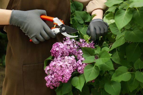 Lilac Pruning Service in Rockledge