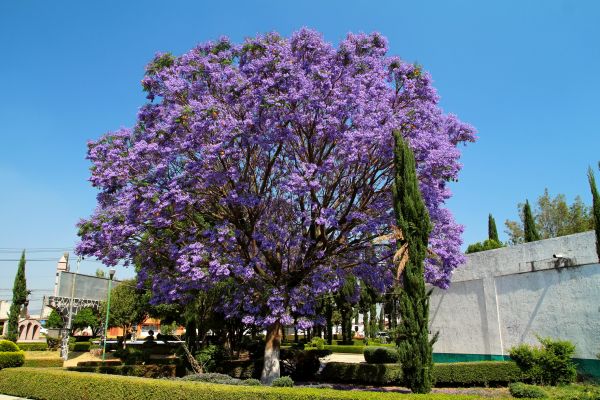 Jacaranda Pruning in Rockledge