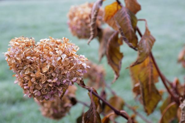 Hydrangea Removal in Rockledge