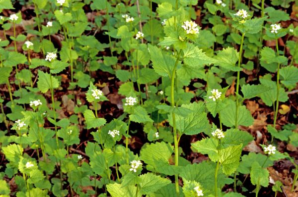 Garlic Mustard Removal in Rockledge