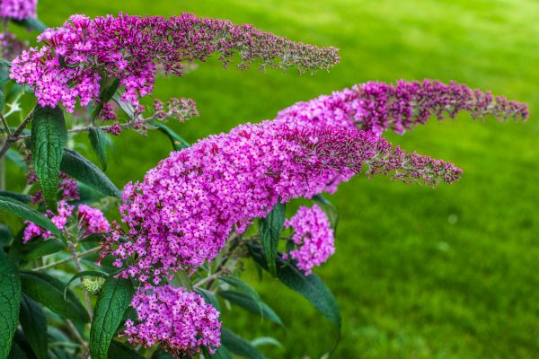 Butterfly Bush Removal in Rockledge
