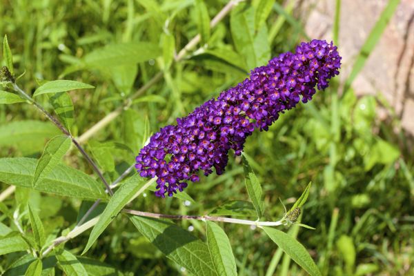 Butterfly Bush Pruning in Rockledge