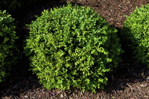 Boxwood Removal in Rockledge