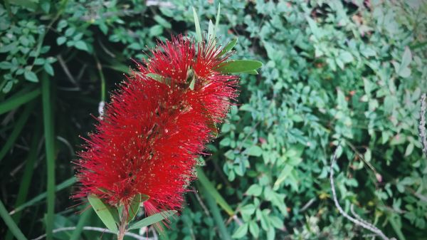 Bottlebrush Pruning in Rockledge