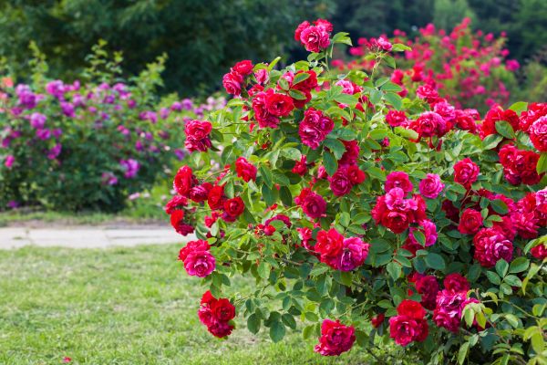 Shrub Trimming in Rockledge