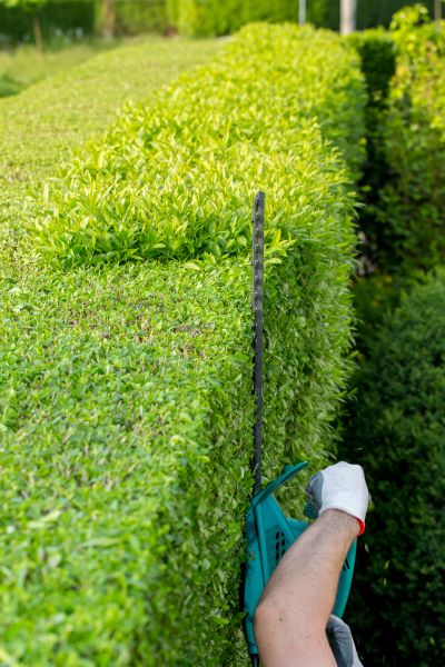 Hedge Trimming in Rockledge