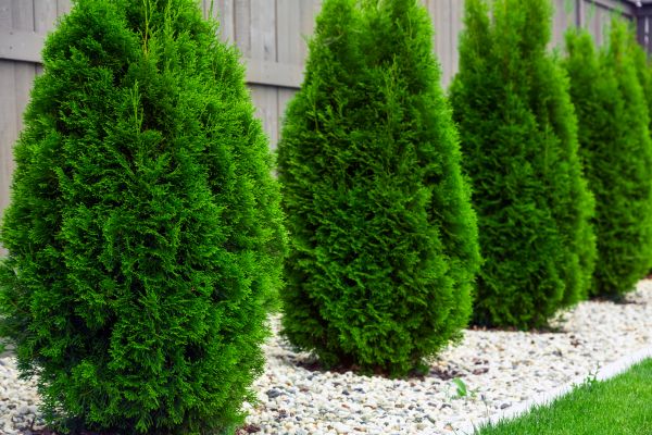 Arborvitae Trimming in Rockledge