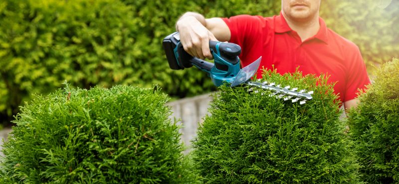 Evergreen Shrub Pruning