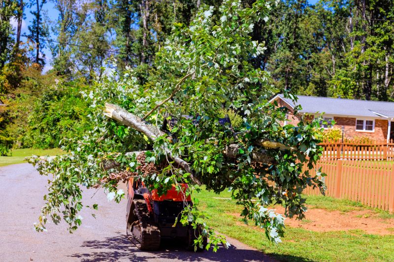 Myrtle Tree Removal