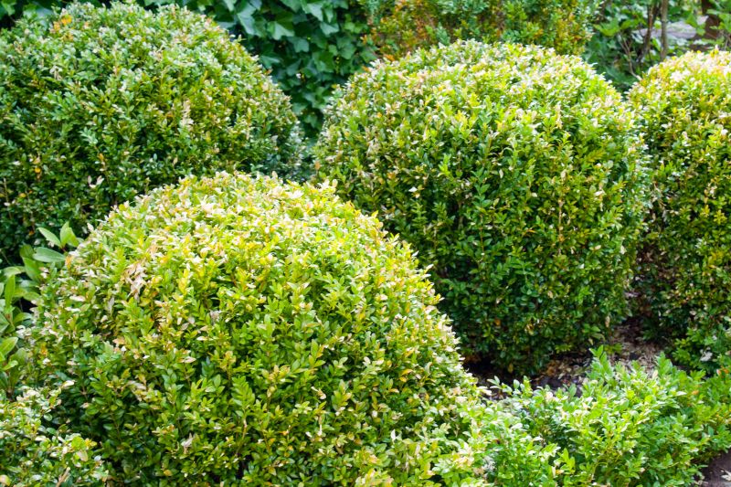 Pruned Shrubs