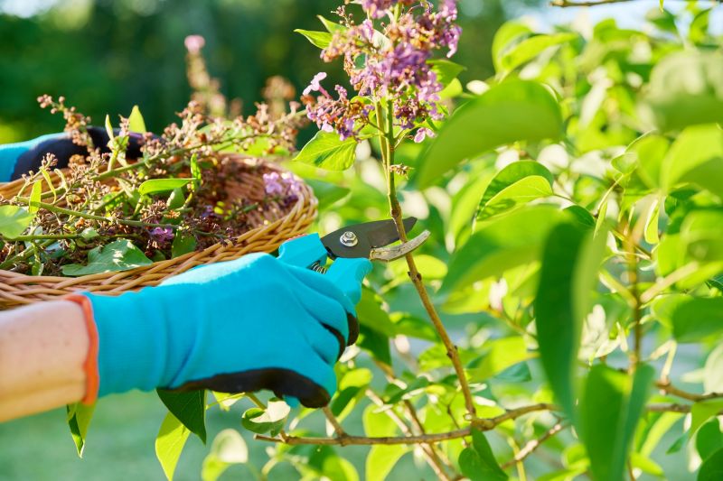 Weigela Pruning Service